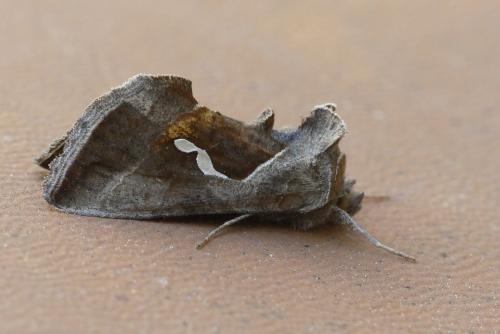 Macdunnoughia confusa
